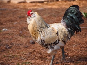 Awesome Rooster